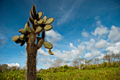 Prickly pear cactus tree (Opuntia echios var. gigantea) against a blue sky with clouds on Santa Cruz Island in Galapagos Islands National Park,Santa Cruz Island,Galapagos Islands,Ecuador