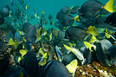 Schule von Doktorfischen (Prionurus laticlavius) im Galapagos-Nationalpark,Galapagos-Inseln,Ecuador