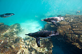 Endangered Galapagos penguins (Spheniscus mendiculus) underwater near Bartholomew Island in Galapagos Islands National Park,Galapagos Islands,Ecuador