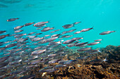 School of Black-striped Salema (Xenocys Jessiae) in the Pacific Ocean in Galapagos Islands National Park,Ecuador,Galapagos Islands,Ecuador