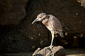 Yellow-crowned night heron (Nyctanassa violacea) perched on a rock in the sunlight in Galapagos Islands National Park,Genovesa Island,Galapagos Islands,Ecuador
