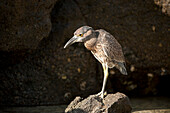 Gelbscheitel-Nachtreiher (Nyctanassa violacea) auf einem Felsen im Sonnenlicht im Nationalpark der Galapagos-Inseln, Insel Genovesa, Galapagos-Inseln, Ecuador