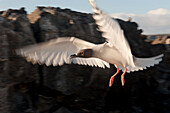 Swallow-tailed gull (Creagrus furcatus) in flight in Galapagos Islands National Park,Tower Island,Galapagos Islands,Ecuador
