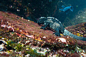 Marine iguana (Amblyrhynchus cristatus) eating algae underwater in the Pacific Ocean of Galapagos Islands National Park,Genovesa Island,Galapagos Islands,Ecuador
