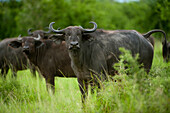 Cape buffalo (Syncerus caffer) on the plains of Queen Elizabeth National Park,Uganda