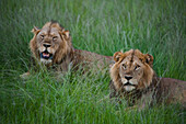 Ein Paar männlicher afrikanischer Löwen (Panthera leo) ruht in einer Safari-Lodge im Queen Elizabeth National Park, Uganda