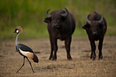 Graukronenkranich (Balearica Regulorum) mit Kapbüffel (Syncerus caffer caffer) im Hintergrund im Queen Elizabeth Park, Uganda