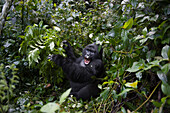 Mountain gorilla (Gorilla gorilla beringei) in Bwindi Impenetrable Forest,Uganda