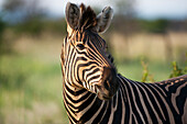 Burchell's Zebra (Equus quagga burchellii) im Madikwe-Wildreservat,Südafrika,Südafrika