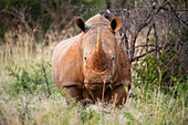 Südliches Breitmaulnashorn (Ceratotherium simum) im Madikwe Game Preserve, Südafrika