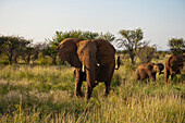 Afrikanischer Elefant (Loxodonta africana) steht im Gras im Madikwe-Wildreservat, Südafrika, Südafrika