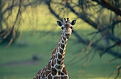 Porträt einer Netzgiraffe (Giraffa reticulata) in einem Zoo, Glen Rose, Texas, Vereinigte Staaten von Amerika