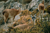 Lamas (Lama glama) grasen in der hohen Wüstenvegetation der Atacama-Wüste, Chile