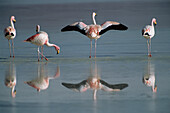Chilenische Flamingos (Phoenicopterus chilensis) waten in einem saisonalen See in der Atacamawüste von Chile,Chile