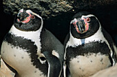 Nahaufnahme von zwei peruanischen oder Humboldt-Pinguinen (Spheniscus humboldti) im Pan de Azucar National Park, Chile