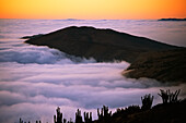 Dichter Küstennebel, oder camanchaca, nährt das Leben in der Atacama-Wüste, Atacama-Wüste, Chile