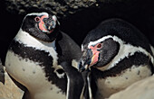 Close view of two Peruvian,or Humboldt,penguins (Spheniscus humboldti) in Pan de Azucar National Park,Chile