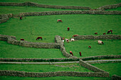 Cattle graze in fields fenced with stone walls at Scafell Pike in England,England