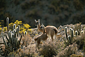 Guanacos (Lama guanicoe) at an altitude of ten thousand feet in the Andes Mountains,Chile