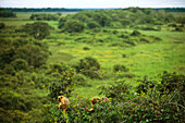 Brüllaffen (Alouatta caraya) sitzen auf einem Baum und fressen dessen Blätter und Blüten,Pantanal,Brasilien