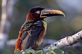 Porträt eines Kastanienohr-Arakaris (Pteroglossus castanotis) auf einem Baumstamm,Pantanal,Brasilien