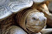 Nahaufnahme einer Afrikanischen Spornschildkröte (Centrochelys sulcata), Houston, Texas, Vereinigte Staaten von Amerika