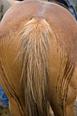 Nahaufnahme von Pferdeschwanz und Hinterteil mit Wasser, das an seinem Körper heruntertropft, Sixty Lake Basin, Kalifornien, Vereinigte Staaten von Amerika