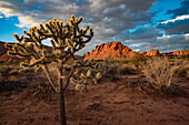 Desert tree along hiking trail through Snow Canyon,behind the Red Mountain Spa,at Red Cliffs Desert Reserve around St George Town with red,rock cliffs and dry brush under a cloudy,blue sky,St George,Utah,United States of America