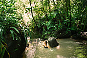 Frau genießt ein Bad im warmen Wasser, heiße Quellen bei den Trafalgar Falls im üppigen Regenwald auf der Karibikinsel Dominica im Morne Trois Pitons National Park,Dominica,Karibik