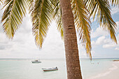 Close-up of palm tree with people swimming and boats moored close to shore on the pristine white sand beach at the small village of Worthing,Worthing,Barbados,Caribbean