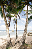 Palm lined beach at Bathsheba,Bathsheba,Barbados,Caribbean