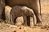 African bush elephant calf (Loxodonta africana) stands with mother on the savannah at Segera,Segera,Laikipia,Kenya