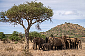 Herde afrikanischer Buschelefanten (Loxodonta africana) steht im Schatten unter einem Akazienbaum in der Savanne bei Segera, Segera, Laikipia, Kenia