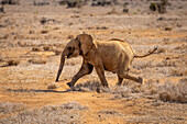 Junger afrikanischer Buschelefant (Loxodonta africana) läuft durch die sonnenbeschienene Savanne bei Segera, Segera, Laikipia, Kenia