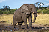 Portrait of African bush elephant (Loxodonta africana) covered in mud,standing on muddy ground on the savannah in Chobe National Park,Chobe,Botswana