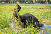 Portrait of African bush elephant (Loxodonta africana) standing in the water lifting river grass,eating and washing in Chobe National Park,Chobe,Botswana
