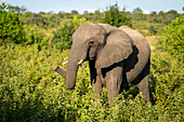 Porträt eines afrikanischen Buschelefanten (Loxodonta africana), der im Gebüsch steht und seinen Rüssel verdreht, im Chobe-Nationalpark, Chobe, Botswana