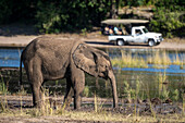 Young,African bush elephant (Loxodonta africana) standing by a river dipping its trunk in the near a jeep in the background in Chobe National Park,Chobe,Botswana