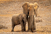Porträt eines afrikanischen Buschelefantenkalbs (Loxodonta africana), das dicht gedrängt neben einem erwachsenen afrikanischen Buschelefanten in der Savanne bei Segera, Segera, Laikipia, Kenia steht