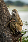 Nahaufnahme eines erwachsenen Chacma-Pavians (Papio ursinus), der auf einem Baum sitzt und ein Pavianbaby hält, im Chobe-Nationalpark, Chobe, Nordwesten, Botsuana