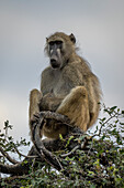 Close-up portrait of a Chacma baboon (Papio ursinus) sitting high-up on top of a tree against a cloudy sky in Chobe National Park,Chobe,North-West,Botswana