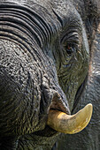 Close-up of the eye and tusk of an African bush elephant calf (Loxodonta africana) in Chobe National Park,Chobe,North-West,Botswana