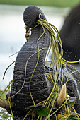 Nahaufnahme des Rüssels und der Stoßzähne eines Afrikanischen Buschelefanten (Loxodonta africana) im Wasser beim Heben von Flussgras im Chobe-Nationalpark, Chobe, Nordwesten, Botswana