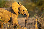 Close-up of a baby African bush elephant (Loxodonta africana) walking on the savannah at Segera,Segera,Laikipia,Kenya