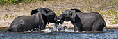 Panorama of African bush elephants (Loxodonta africana) standing in the water fighting with their trunks and tusks in Chobe National Park,Chobe,North-West,Botswana