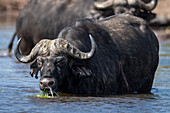 Porträt eines Kaffernbüffels (Syncerus caffer), der im Wasser steht und Flussgras im Chobe-Nationalpark frisst,Chobe,Botswana