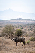 Portrait of a Cape Buffalo (Syncerus caffer) standing on the plain with Mount Kenya silhouetted in the background,Laikipia,Kenya