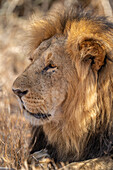 Nahaufnahme eines männlichen Löwen (Panthera leo), liegend, nach links blickend, Laikipia, Kenia