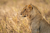 Close-up portrait of a young,male lion (Panthera leo) sitting in profile,Laikipia,Kenya