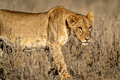 Nahaufnahme eines jungen, männlichen Löwen (Panthera leo) beim Durchqueren der Savanne, Laikipia, Kenia